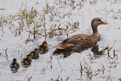 [A female mallard swims from left to right in shallow water (grass is sticking up through it) while her four little ones swim in a straight line behind her.]